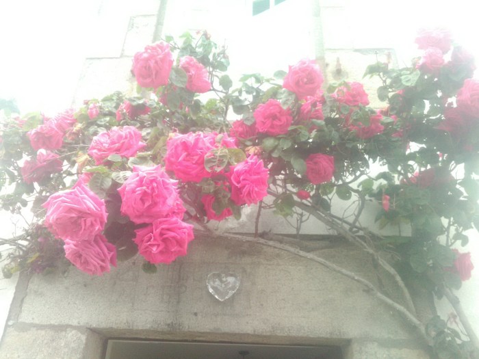 IMG_20160606_202329_1.jpg image